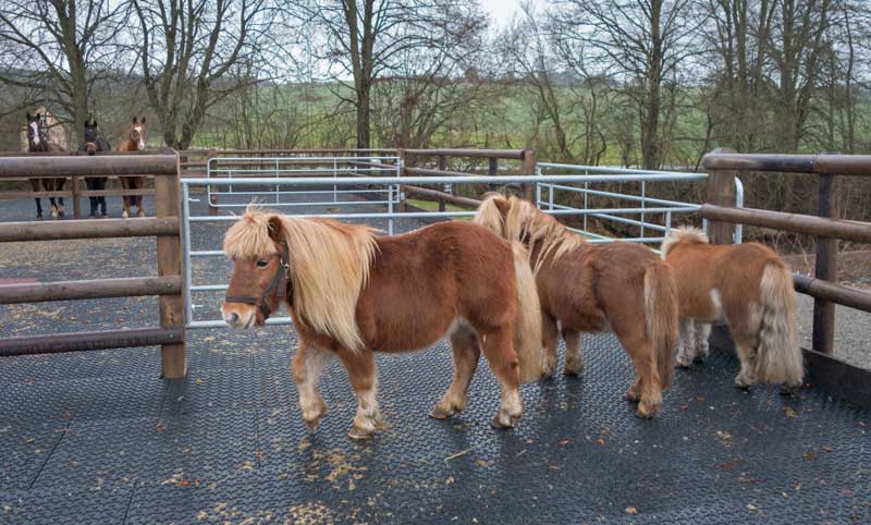 Filou, Otto und Emma (v.l.) entdecken unsere 3 "Rentner" / © 2014 Arche KaNaum (NH)