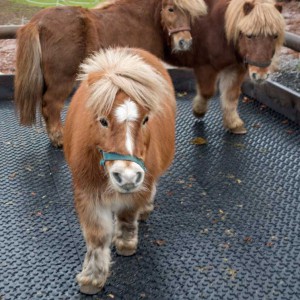 Emma (v.) mit Otto und Filou Emma (v.) mit Otto und Filou / © 2014 Arche KaNaum (NH)