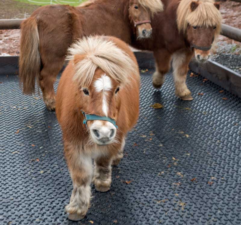 Emma (v.) mit Otto und Filou / © 2014 Arche KaNaum (NH)