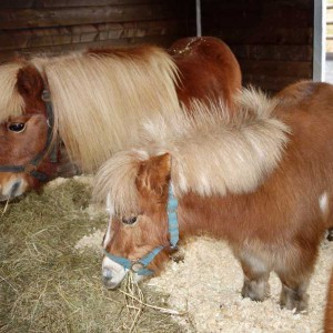 Lassen es sich im neuen Stall schmecken: Filou (l.) und Emma Lassen es sich im neuen Stall schmecken: Filou (l.) und Emma / © 2014 Arche KaNaum (NH)