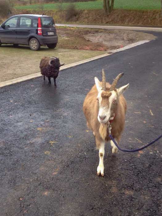 Unsere beiden neuen Gnadenhof-Tiere Ziege Hanna und Schafbock Sven / © 2014 Arche KaNaum (DN)