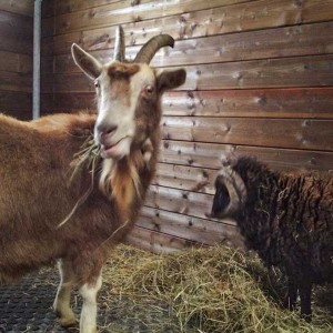 Unsere beiden neuen Gnadenhof-Tiere Ziege Hanna und Schafbock Sven / © 2014 Arche KaNaum (DN)
