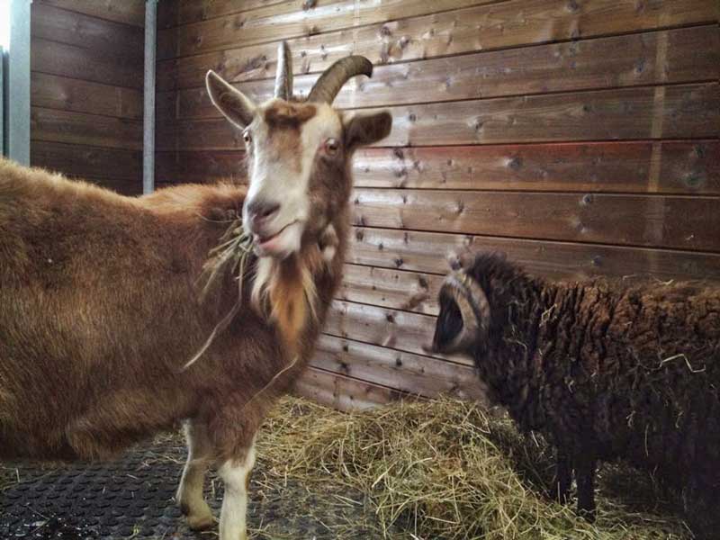 Unsere beiden neuen Gnadenhof-Tiere Ziege Hanna und Schafbock Sven / © 2014 Arche KaNaum (DN)