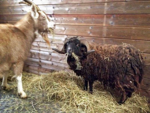 Unsere beiden neuen Gnadenhof-Tiere Ziege Hanna und Schafbock Sven Unsere beiden neuen Gnadenhof-Tiere Ziege Hanna und Schafbock Sven / © 2014 Arche KaNaum (DN)