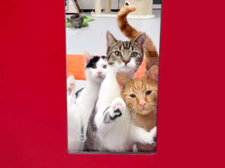 Schöne Weihnachten - auch von unseren Schützlingen! / © 2014 Arche KaNaum (DN)