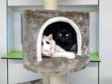 Kater Willi (l.) und Kätzin Luzie / © 2014 Arche KaNaum (DN)