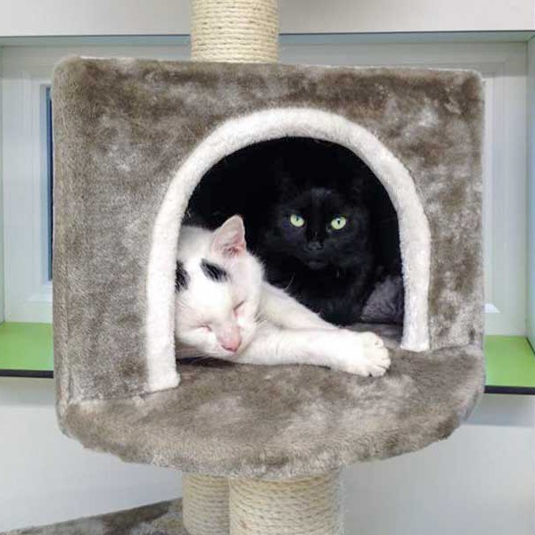 Kater Willi (l.) und Kätzin Luzie /  © 2014 Arche KaNaum (DN) Kater Willi (l.) und Kätzin Luzie / © 2014 Arche KaNaum (DN)