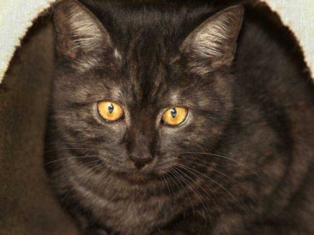 Kätzin Rumpi / © 2014 Arche KaNaum (DN)