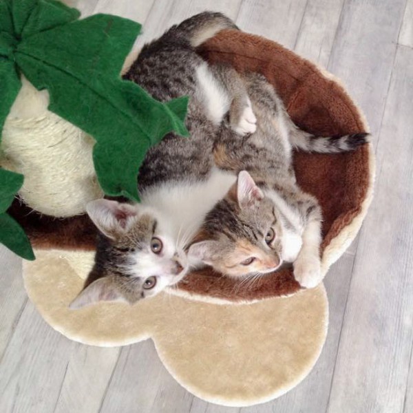 Katerchen Tigger (l.) mit Schwester Pünktchen / © 2014 Arche KaNaum (DN)