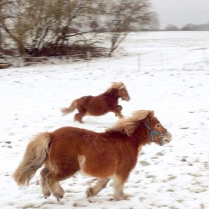 Emma (v.) und Otto toben im Schnee / © 2014 Arche KaNaum (DN)