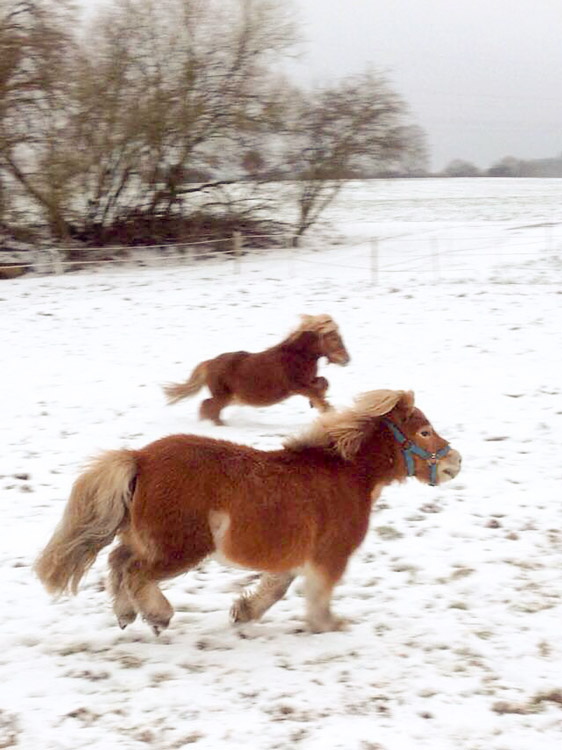 Emma (v.) und Otto toben im Schnee / © 2014 Arche KaNaum (DN)