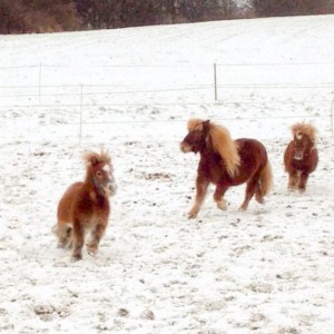 Emma, Filou und Otto (v.l.) haben viel Spaß im Schnee / © 2014 Arche KaNaum (DN)