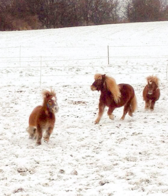 Emma, Filou und Otto (v.l.) haben viel Spaß im Schnee / © 2014 Arche KaNaum (DN)