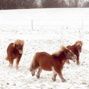 Filou, Emma und Otto (v.l.) haben viel Spaß im Schnee / © 2014 Arche KaNaum (DN)
