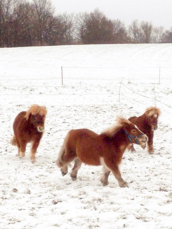 Filou, Emma und Otto (v.l.) haben viel Spaß im Schnee / © 2014 Arche KaNaum (DN)
