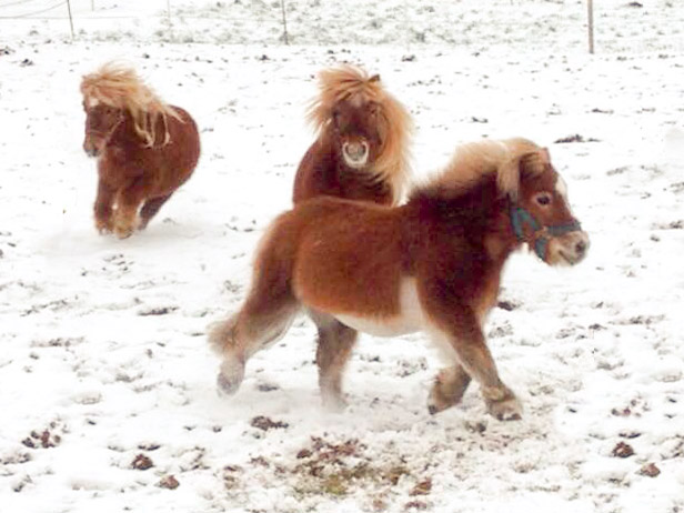 Otto, Filou und Emma (v.l.) haben viel Spaß im Schnee  /  © 2014 Arche KaNaum (DN) Otto, Filou und Emma (v.l.) haben viel Spaß im Schnee / © 2014 Arche KaNaum (DN)