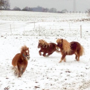 Emma, Otto und Filou (v.l.) haben viel Spaß im Schnee / © 2014 Arche KaNaum (DN)