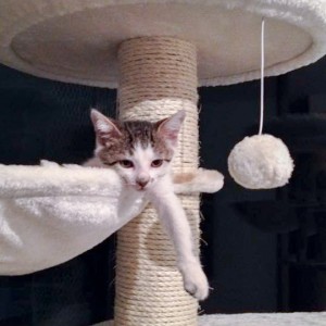 Katerchen Tigger / © 2014 Arche KaNaum (DN)