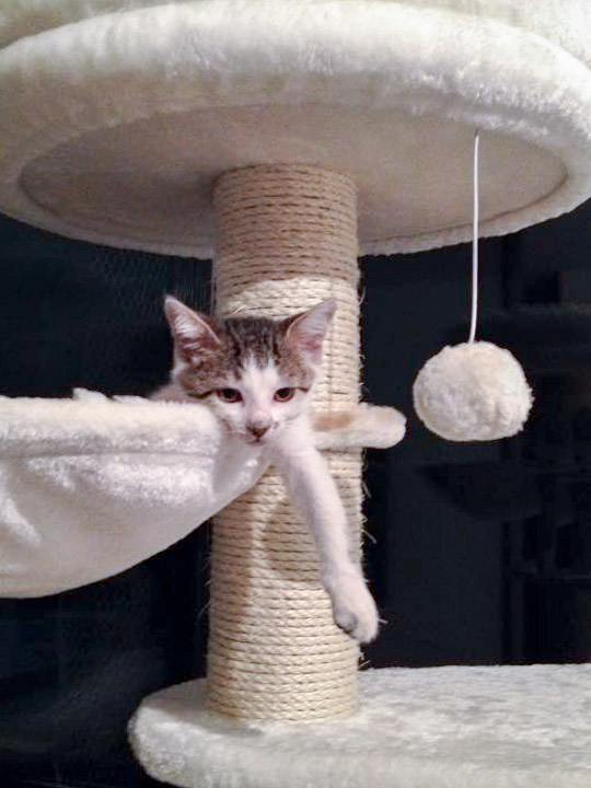 Katerchen Tigger / © 2014 Arche KaNaum (DN)