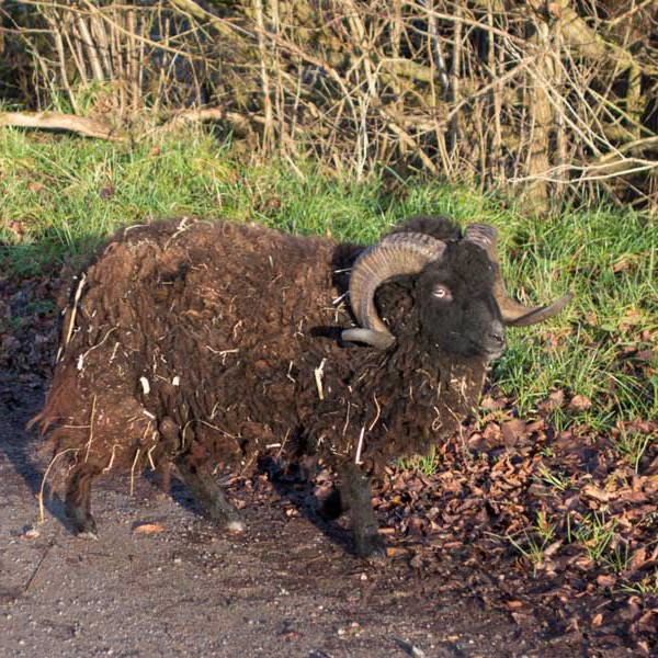 Schafbock Sven beim Spaziergang Schafbock Sven beim Spaziergang / © 2015 Arche KaNaum (NH)