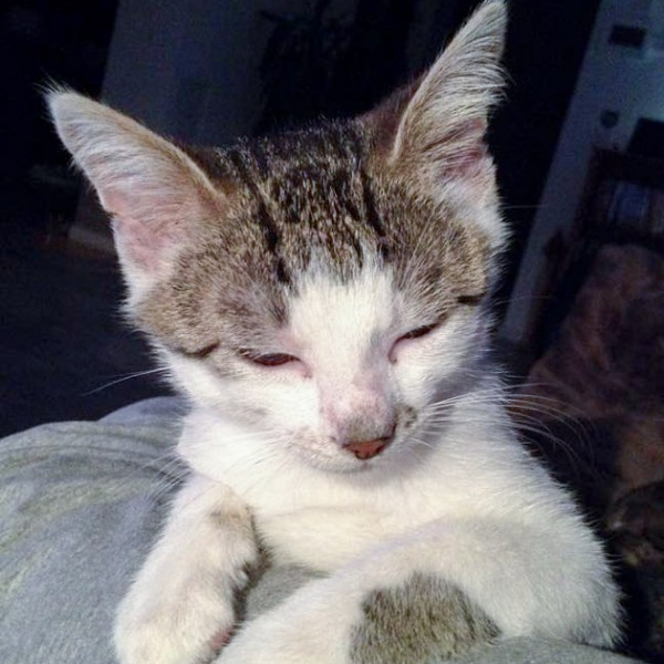 Kater Tigger / © 2015 Arche KaNaum (DN)