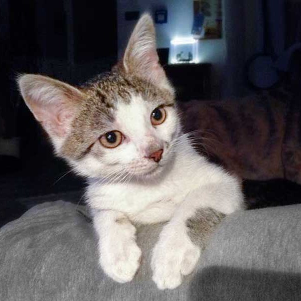 Kater Tigger / © 2015 Arche KaNaum (DN)