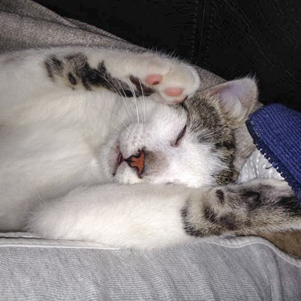 Kater Tigger / © 2015 Arche KaNaum (DN)