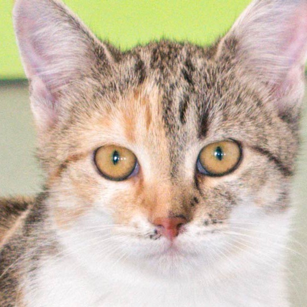 Kätzin Pünktchen / © 2015 Arche KaNaum (NH)