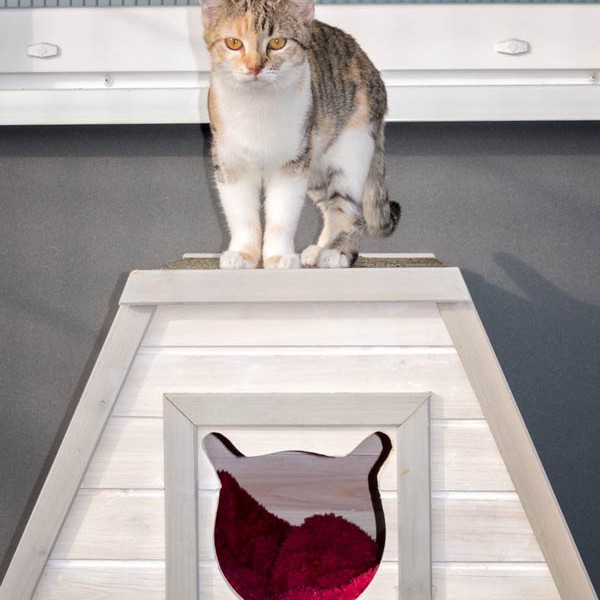 Kätzin Pünktchen / © 2015 Arche KaNaum (NH)