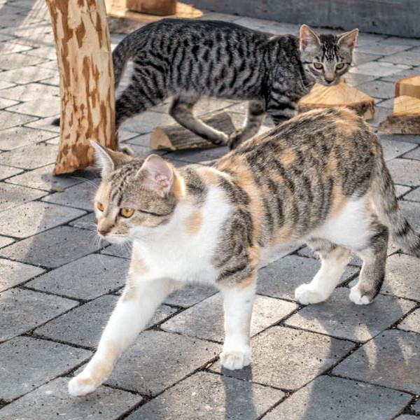 Kätzin Pünktchen / © 2015 Arche KaNaum (NH)