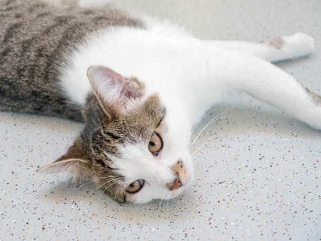 Kater Tigger / © 2015 Arche KaNaum (NH)