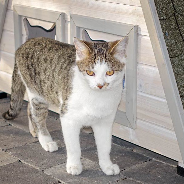 Kater Tigger / © 2015 Arche KaNaum (NH)