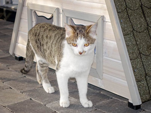 Kater Tigger / © 2015 Arche KaNaum (NH)