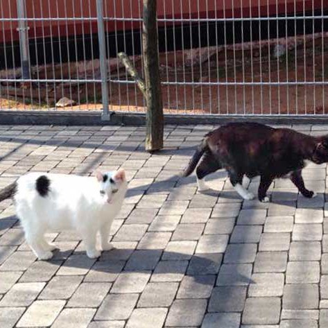 Kater Willi (l.) und Kumpel Peter /  © 2015 Arche KaNaum (DN) Kater Willi (l.) und Kumpel Peter / © 2015 Arche KaNaum (DN)