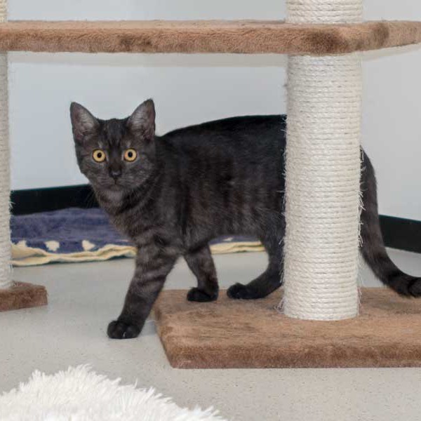 Kätzin Rumpi / © 2015 Arche KaNaum (NH)