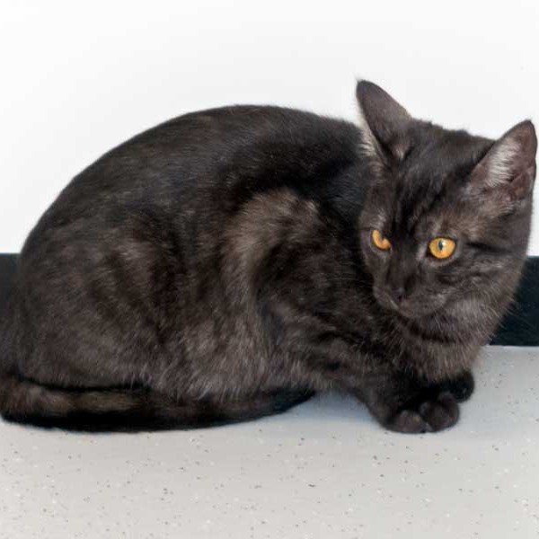 Kätzin Rumpi / © 2015 Arche KaNaum (NH)