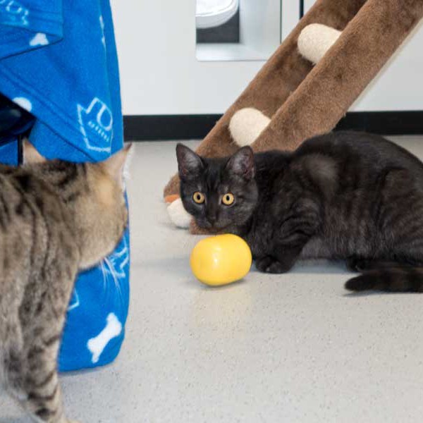 Kätzin Rumpi (r.) mit Spielkumpel / © 2015 Arche KaNaum (NH)