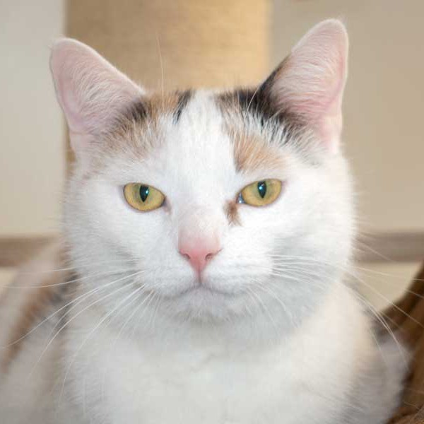 Kätzin Trixie / © 2015 Arche KaNaum (NH) Kätzin Trixie / © 2015 Arche KaNaum (NH)