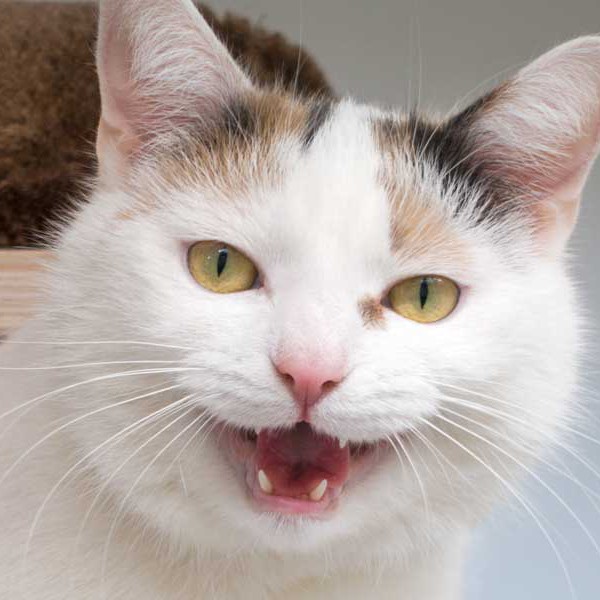 Kätzin Trixie / © 2015 Arche KaNaum (NH) Kätzin Trixie / © 2015 Arche KaNaum (NH)