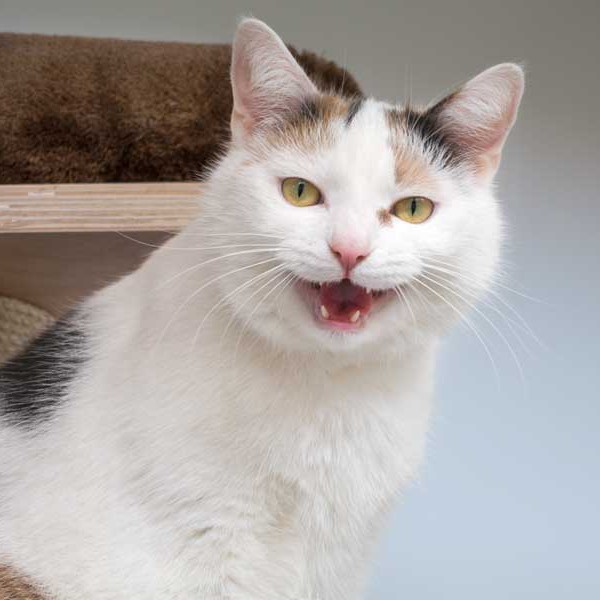 Kätzin Trixie / © 2015 Arche KaNaum (NH) Kätzin Trixie / © 2015 Arche KaNaum (NH)