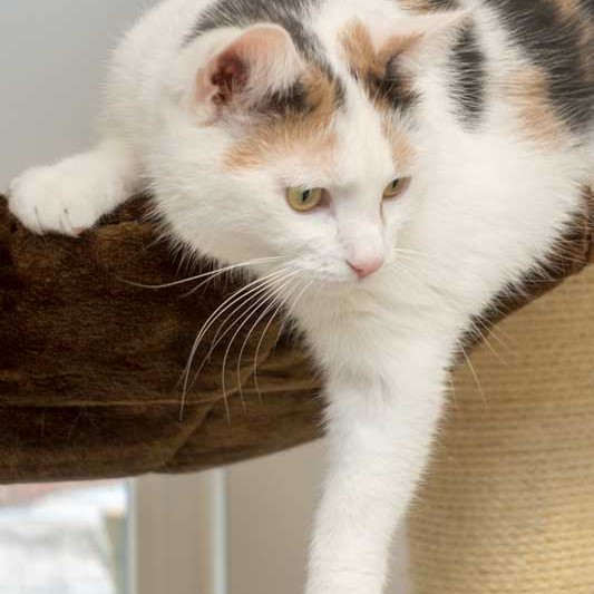 Kätzin Trixie / © 2015 Arche KaNaum (NH) Kätzin Trixie / © 2015 Arche KaNaum (NH)