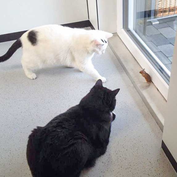 Kater Willi (o.), Kumpel Peter und Mister Maus / © 2015 Arche KaNaum (DN)