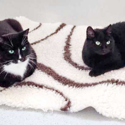 Kater Peter (l.) und Freundin Luzie / © 2014 Arche KaNaum (DN)