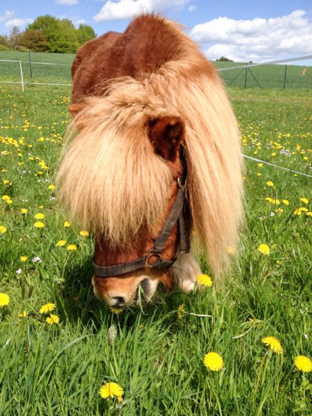 Gnadenhof-Pferd Filou / © 2015 Arche KaNaum (LD)