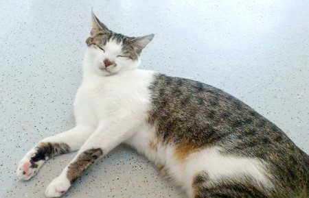 Kater Tigger / © 2015 Arche KaNaum (DN)