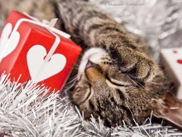 Katze mit Geschenk / © fokaszara - Fotolia.com