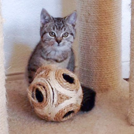 Katerchen Mario / © 2014 Arche KaNaum (DN)