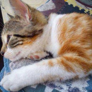 Kätzin Ibiza / © 2015 Privat Kätzin Ibiza / © 2015 Privat