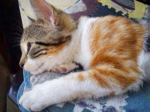 Kätzin Ibiza / © 2015 Privat