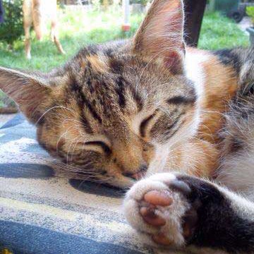 Kätzin Ibiza / © 2015 Privat Kätzin Ibiza / © 2015 Privat